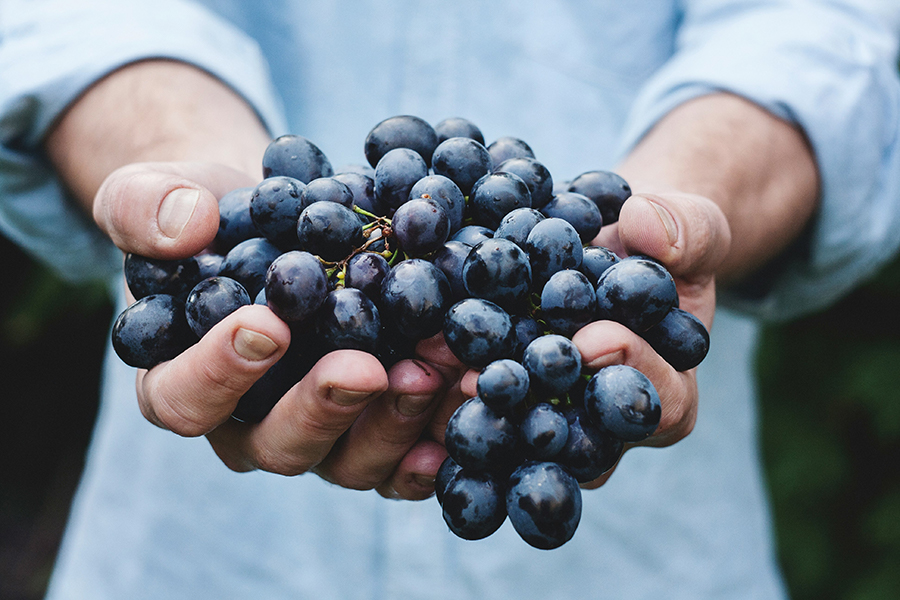 Viticultor con un racimo de uvas en las manos